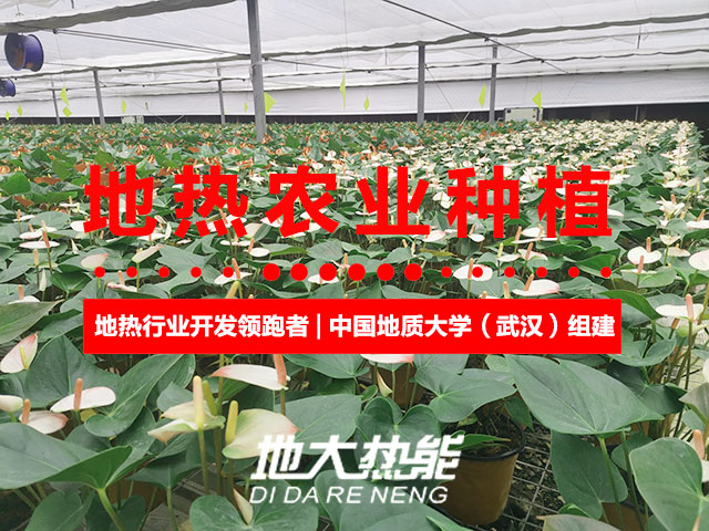 濟南：“地熱能+農業”產業融合，讓地熱能真正“熱”起來-地大熱能
